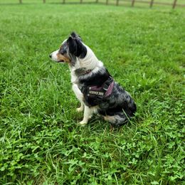 Sky - Australian Shepherd