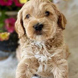 Cosmos - Apricot male Australian Labradoodle puppy in Washington, North Carolina from Pamlico Labradoodles