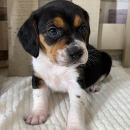 Hank - Blue tan and white male Beagle puppy in West Plains, Missouri from Puppiesulove