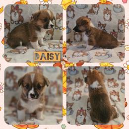Daisy - Red female Pembroke Welsh Corgi puppy in Rensselaer, Indiana from STR Corgis