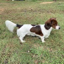 Jack - Dachshund