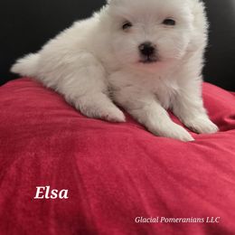 Elsa - White female Pomeranian puppy in Cornville, Arizona from Glacial Pomeranians