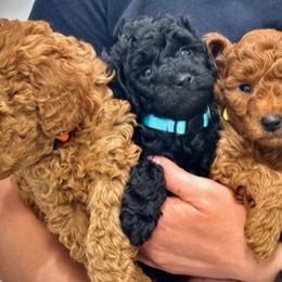 Poodle Puppies from Rawkiss Poodles