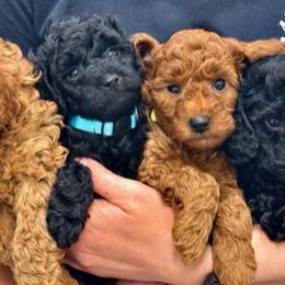 Poodle Puppies from Rawkiss Poodles
