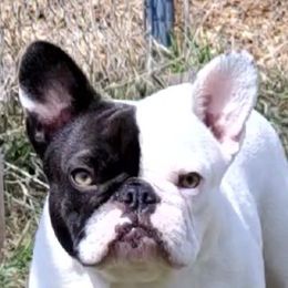 Cruella  - French Bulldog