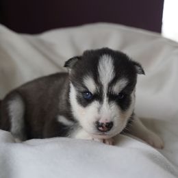 Raven - Black and white male Siberian Husky puppy in Wiscasset, Maine from Running with Huskies