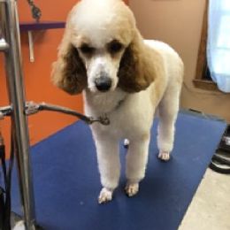 Angie - Poodle