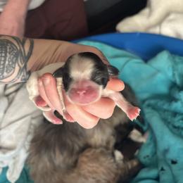 Girl 2 - Black gold and silver female Shih Tzu puppy in Dunlap, Tennessee from Beards of Glory