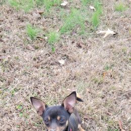 Chihuahua and Dachshund All Grown Up from Hope's pups