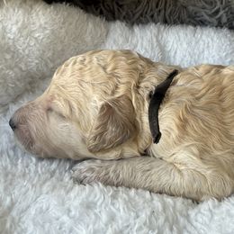 Miss Black Collar - Cream female Poodle puppy in Screven, Georgia from Dreamland Standard Poodles