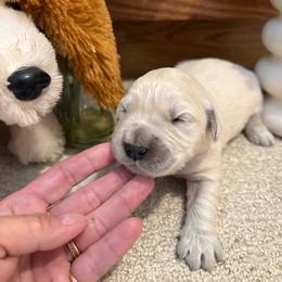 Bo - Light golden male Golden Retriever puppy in Grant County, Indiana from On The Sunny Side Pavey Farms