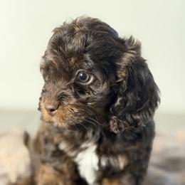 Dax - Brown and tan male Cockapoo puppy in Palmdale, California from Pucci Pawfect