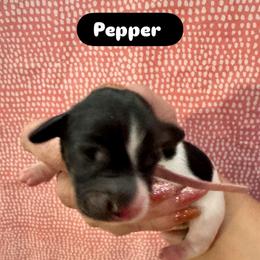 Pepper - Piebald female Dachshund puppy in San Antonio, Texas from Chocolate Pet Connection