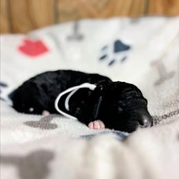White collar - Black male Goldendoodle puppy in Pittsburg, Texas from Grace Springs Goldendoodles