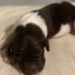 Kleine Munsterlander Puppies from Prairie State Kennel