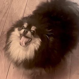 Atti - Pomeranian