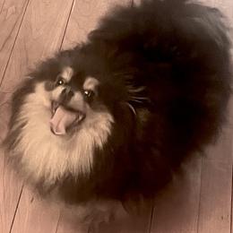 Atti - Pomeranian