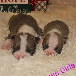 Boston Terrier Puppies from Tellier's AKC Boston Terriers Missouri