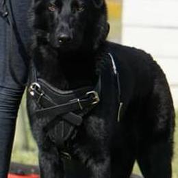 German Shepherds from Lifelong K9