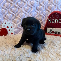 Nancy - Black female Labrador Retriever puppy in Farmington, Missouri from Granite Creek Kennel
