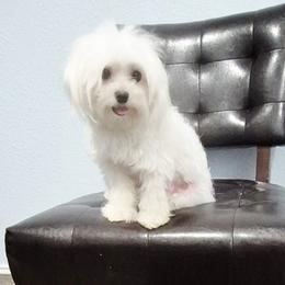 Savannah - Maltese