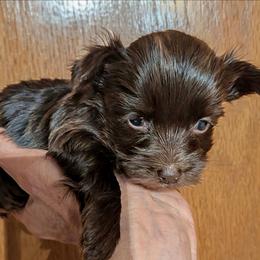 Darling - Liver female Yorkshire Terrier puppy in Gatesville, Texas from KontryKritterz Yorkies