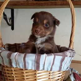 Australian Shepherd Puppies from AussieLand Shepherds