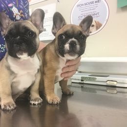 Bulldog, French Bulldog, and Pug Puppies from Royal destiny kennels