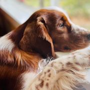 Welsh Springer Spaniels from Luna Park Kennels