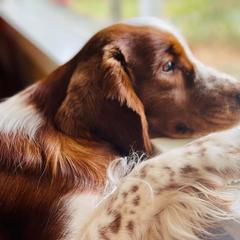 Welsh Springer Spaniels from Luna Park Kennels