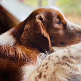 Welsh Springer Spaniels from Luna Park Kennels