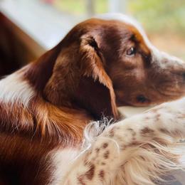 Welsh Springer Spaniels from Luna Park Kennels