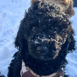 Fiyero - Black male Goldendoodle puppy in Toronto, New York from GTA Mapledoodles