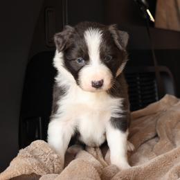 Jingle - AKC Reg Slate (Blue) - Slate male Border Collie puppy in Courtland, Alabama from C Bar C Ranch Border Collies