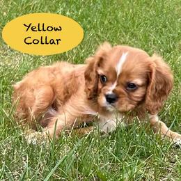 AKC Yellow Collar - Ruby male Cavalier King Charles Spaniel puppy in Augusta, Wisconsin from My Little Pups