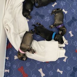 Miniature Schnauzer Puppies from Furry Ark