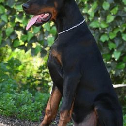 Doberman Pinscher Puppies from Obsidian Kennels