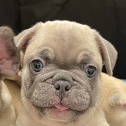 French Bulldog Puppies from Fabi's French Bulldogs