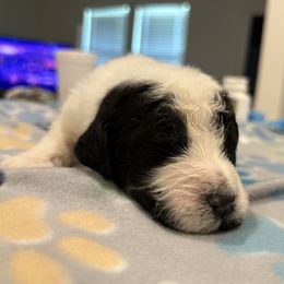 Goldendoodle and Poodle Puppies from Southern Stroll Poodles & Doodles