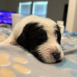 Goldendoodle and Poodle Puppies from Southern Stroll Poodles & Doodles