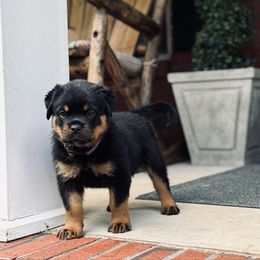 Girl 2 - Black and tan female Rottweiler puppy in Danieslville, Georgia from Bronx Von Bridges Rottweilers