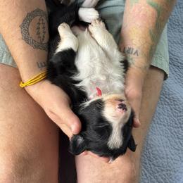 Border Collie Puppies from Ferry Hill Farm