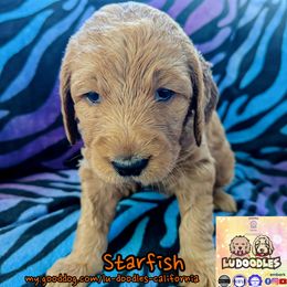 Starfish - Apricot female Goldendoodle puppy in Santa Cruz, California from Lu Doodles