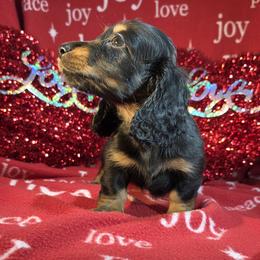 Just Chillin Out   Boy #6 - Black and tan male Dachshund puppy in Polo, Missouri from Cool Runnin Dachshunds