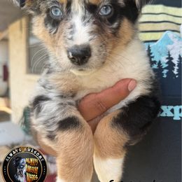 Monica - Blue merle female Australian Shepherd puppy in Lubbock, Texas from Always Awesome Aussies