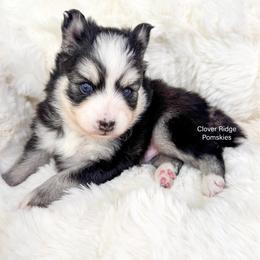 Boone - Black and white male Pomsky puppy in Sheffield, Iowa from Clover Ridge Pomskies