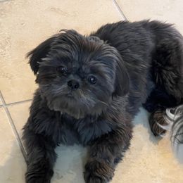 Stormie - Shih Tzu
