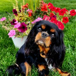 Rey - Cavapoo