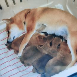 Shiba Inu from Magnum Shiba Inus