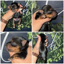 Ollie - Black and gold male Morkie puppy in Cleveland, Tennessee from Moody’s Morkies and More